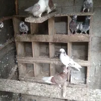 کبوترمادهمعاوضهبانرهمدارم