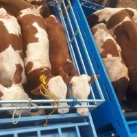 توزیع گوساله نروماده