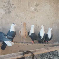 کبوتر۸تا  کلاغ کربلایی. ماده|پرنده|جلگه رخ, |دیوار