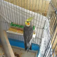 عروس هلندی جوجه 3ماهه