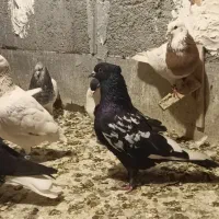 کبوتر|پرنده|بجنورد, |دیوار