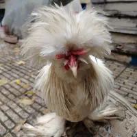 خروس لهستانی سلطان