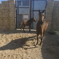 مادیون کرد با کره|اسب و تجهیزات اسب‌سواری|نظرآباد, نجم آباد|دیوار