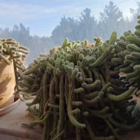 گل کاکتوس فروشی