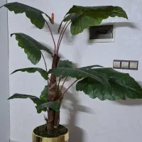 گل بابا آدم بزرگ مصنوعی