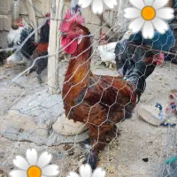 خر‌وس محلی