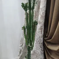 افوربیا سبز