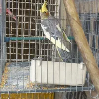 عروس هلندی ابلق خوش رنگ