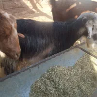 کهره نر