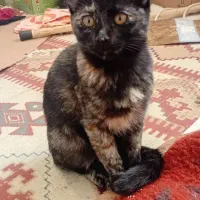 خانگی|گربه|اصفهان, بهارستان|دیوار