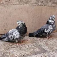 3 تا نوک ریز|پرنده|تهران, جمهوری|دیوار