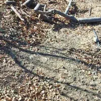 فروش چوب سیب