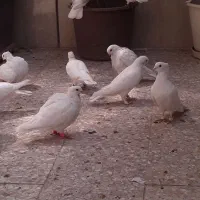 کبوتر تزیینی