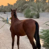 کره اسب نریان|اسب و تجهیزات اسبسواری|برازجان, |دیوار