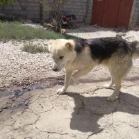 سگ ...|سگ|قروه, |دیوار