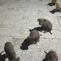 توله پیت بول