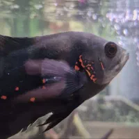 ماهی پرت|ماهی|تهران, دانشگاه شریف|دیوار