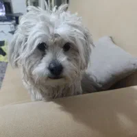 نژاد شیتزو تریر مهربون واروم