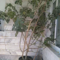 گل شفلرا فروشی|گل و گیاه طبیعی|زنجان, |دیوار