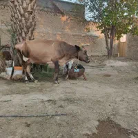 گاوجرسی باگوساله