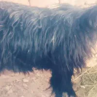 یک عدد ماده جهت مالداری|حیوانات مزرعه|خاش, |دیوار