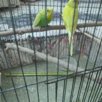 مرغ عشق دونه ۱۲۰|پرنده|قزوین, |دیوار