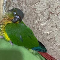 طوطی گرینچیچ دستی مهربون