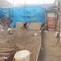 خروس بزرگ|حیوانات مزرعه|مشهد, صیدآباد|دیوار