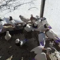 بیست عدد کبوتر طوقی|پرنده|بستان آباد, |دیوار