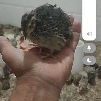 فروش کود مرغ وبلدرچین