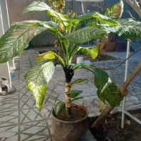 گلدان شاداب|گل و گیاه طبیعی|چناران, |دیوار