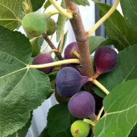 کارگرم برای کار