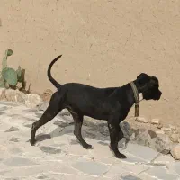 سگ پیتبول نر آموزش دیده