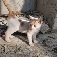 گمشده گربه ۴ ماهه حوالی پارک هندوانه