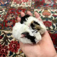 خوکچه هندی|موش و خرگوش|تهران, میدان ولیعصر|دیوار