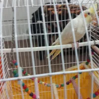 عروس هلندی سالم با قفس