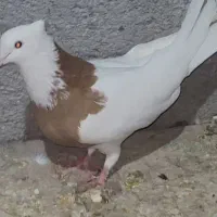 طوقی طوق کبوتر