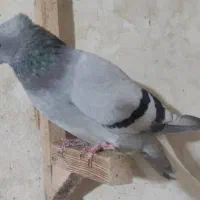 کفتر سبزوسوسنی دم سفید|پرنده|شیراز, حومه شیراز|دیوار