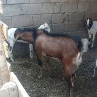 نری درخونه ای|حیوانات مزرعه|میناب, |دیوار