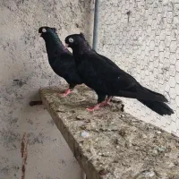 زاغ|پرنده|بهبهان, |دیوار