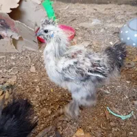 جوجه ابریشمی|حیوانات مزرعه|مشهد, کارمندان دوم|دیوار