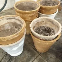 استند و گلدان سفالی و پلاستیکی|گل و گیاه طبیعی|جهرم, |دیوار