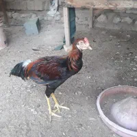 خروس|حیوانات مزرعه|بندرعباس, |دیوار