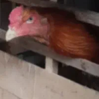 جوجه ۷ ماه و نیم