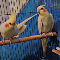 یک جفت عروس هلندی سالم و سرحال|پرنده|چناران, |دیوار