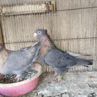 موشی ۷رنگ نروماده