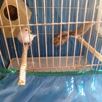 فنچ زبرا با قفس و لوازم