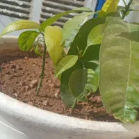 درخت انبه