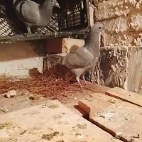 جوجه سبز طاووسی نر