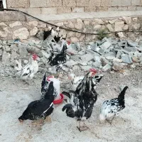 مرغ و خروس گلین|حیوانات مزرعه|شیراز, دروازه قران|دیوار